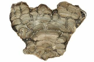 Polished Fossil Stromatolite (Chlorellopsis?) Slab - Wyoming #198010