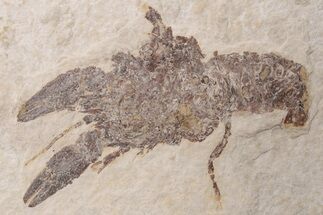 Rare, Fossil Crayfish (Procambarus) - Green River Formation #198048