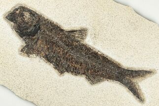Huge, Detailed Fossil Fish (Knightia) - Wyoming #198124