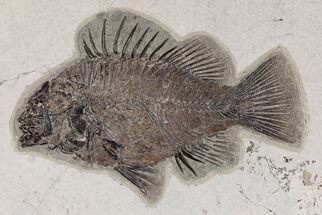 Phenomenal, Fossil Fish (Priscacara) - Green River Formation #198100