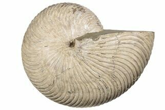 7.9"  Fossil Nautilus (Cymatoceras) - Madagascar - Fossil #197175