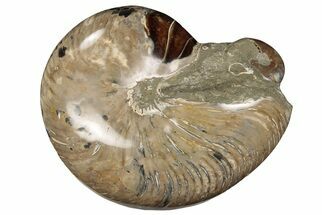 Polished Fossil Nautilus (Cymatoceras) and Ammonite - Madagascar #197177