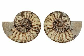Agatized, Cut & Polished Ammonite Fossil - Madagasar #191584