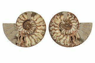 8.2" Agatized, Cut & Polished Ammonite Fossil - Madagasar - Fossil #191585