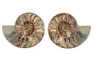 8.4" Agatized, Cut & Polished Ammonite Fossil - Madagasar - Fossil #191586
