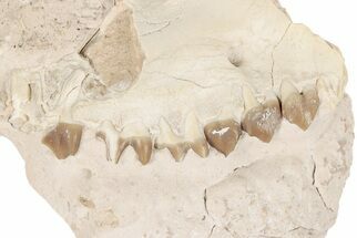 Partial, Fossil Oreodont (Merycoidodon) Skull - South Dakota #198225