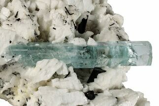 Stunning, 7.5" Aquamarine, Tourmaline & Albite Association - Pakistan - Crystal #198236