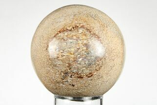 2.35" Polished Agatized Dinosaur (Gembone) Sphere - Morocco - Fossil #198500