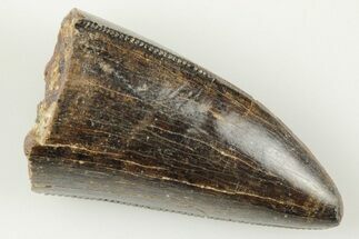 Serrated Tyrannosaur Tooth Tip - Montana #198687