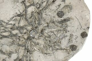 Fossil Crinoid (Eucalyptocrinites) Holdfast - Indiana #198718