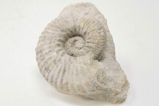 Cretaceous Ammonite (Mortoniceras) in Situ - Texas #198224