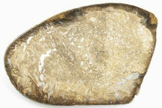 5.7" Polished, Jurassic Petrified Tree Fern (Osmunda) Slab - Australia - Fossil #198965