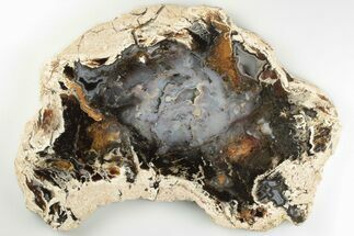 7.5" Colorful, Hubbard Basin Petrified Wood Slab - Nevada - Fossil #198968
