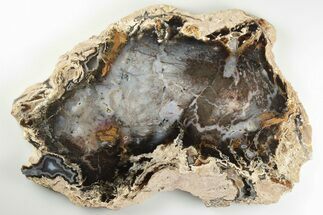 8.3" Colorful, Hubbard Basin Petrified Wood Slab - Nevada - Fossil #198970