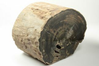 Wide Triassic Woodworthia Petrified Log - Zimbabwe #198996