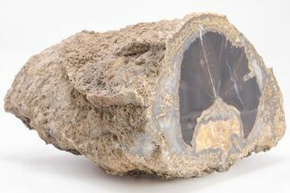 5.1" Wide, Petrified Wood (Schinoxylon) Limb - Blue Forest, Wyoming - Fossil #199023