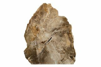 Polished Petrified Wood Stand-up - McDermitt, Oregon #199065