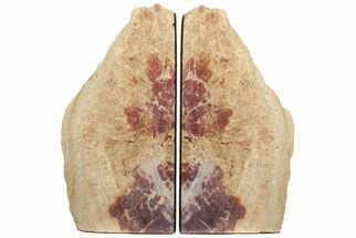Colorful, 10.8" Tall, Arizona Petrified Wood Bookends - Arizona - Fossil #199119