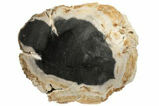 5.9" Polished Petrified Wood Log Section - Rogers Mountain, Oregon - Fossil #199028
