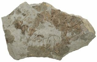 Echinoderm Fossils For Sale