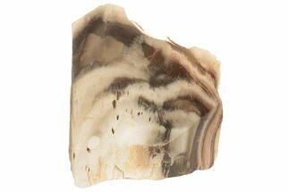 4.8" Polished Petrified Wood (Araucaria) Stand-up - Brazil - Fossil #199284
