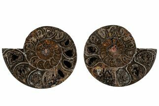 Cut/Polished Ammonite (Phylloceras?) Pair - Unusual Black Color #166033