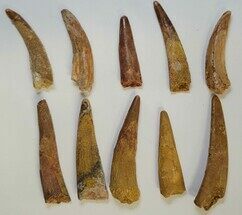 Lot Of Ten Pterosaur Teeth - Genuine Teeth #199500