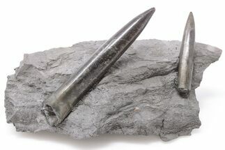 Two Jurassic Belemnite (Passaloteuthis) Fossils - Germany - Fossil #199251