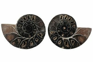 Cut/Polished Ammonite (Phylloceras?) Pair - Unusual Black Color #166028