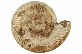 6.3" Jurassic Ammonite (Perisphinctes) - Madagascar - Fossil #199230