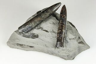 Two, Pyritized, Jurassic Belemnite (Passaloteuthis) Fossils - Germany #199261