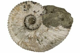 7.7" Bumpy Ammonite (Douvilleiceras) Fossil - Madagascar - Fossil #199239