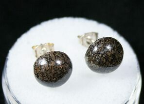 Agatized Dinosaur Bone Earrings/Studs #12467