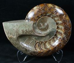 8.1" Wide Polished Ammonite "Dish" For Sale, #12470