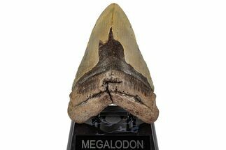 Heavy, Fossil Megalodon Tooth - Monster Meg Tooth #199690