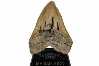 Massive, Fossil Megalodon Tooth - North Carolina #199693