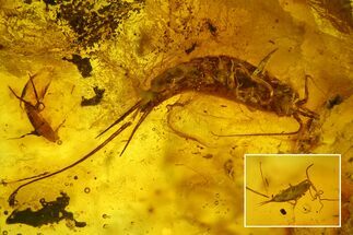 Detailed Fossil Bristletails, Ant and Fly in Baltic Amber #200098