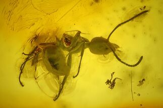Fossil Ant (Formicidae) & Mite (Acari) In Baltic Amber #200157