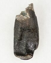Camarasaurus Tooth - Colorado #12484