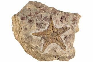 Ordovician Starfish Fossil With Edrioasteroids - Morocco #200187
