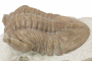 D Asaphus Plautini Trilobite Fossil - Russia #200416
