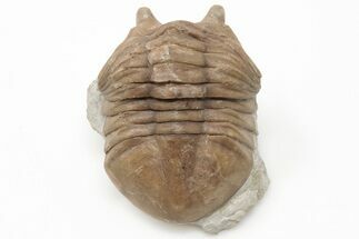 Asaphus Cornutus Trilobite Fossil - Russia #200393
