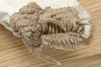 1.7" Spiny Lichid (Hoplolichoides) Trilobite - St. Petersburg, Russia - Fossil #200386