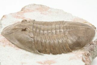 Rare, Ptychopyge Trilobite - St Petersburg, Russia #200391
