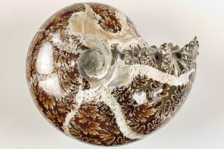 2.65" Polished Agatized Ammonite (Phylloceras?) Fossil - Madagascar - Fossil #200494
