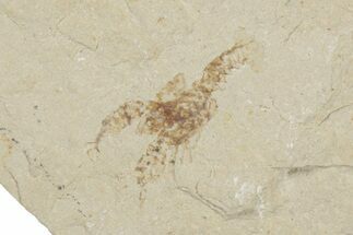 Cretaceous Fossil Fish & Lobster Association - Hakel, Lebanon - Fossil #200631