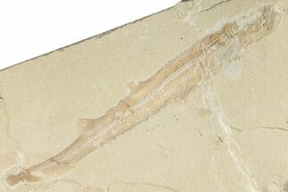 11.1" Cretaceous Shark Fossil - Hjoula, Lebanon - Fossil #200690