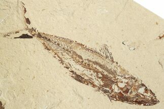 6.55" Cretaceous Fossil Fish (Halec) - Lebanon - Fossil #200691
