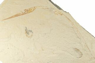 Needle Fish (Dercetis) Fossil - Fish in Stomach! #200642