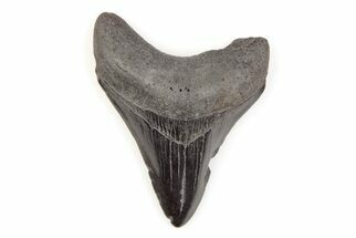 Fossil Megalodon Tooth - South Carolina #171093